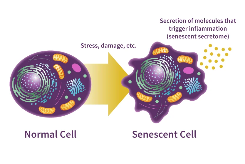 The Cellular Senescence Process